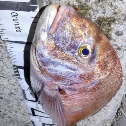 尺アジ狙いがまさかの大物