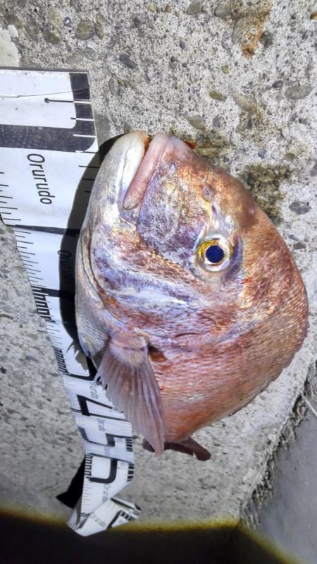 尺アジ狙いがまさかの大物