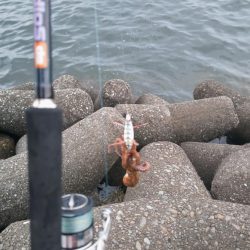 タコタコタコタコ