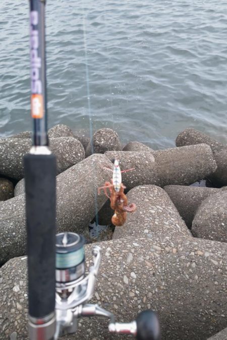 タコタコタコタコ