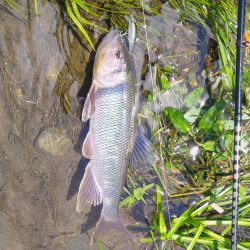 初めてのケタバス釣行