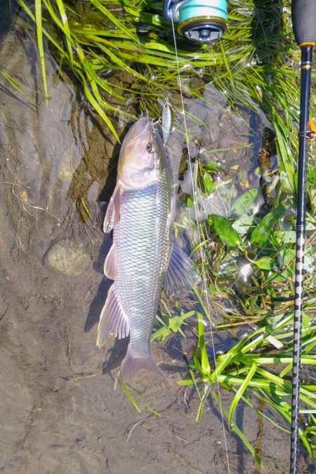 初めてのケタバス釣行