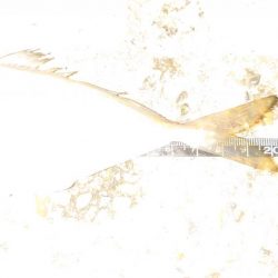 一つ謎が解けた