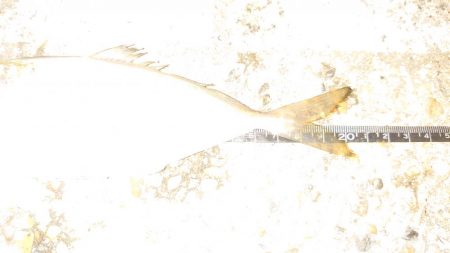 一つ謎が解けた