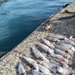 昼下がりのケンサキ