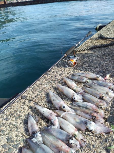 昼下がりのケンサキ