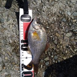 キス釣りだったけど