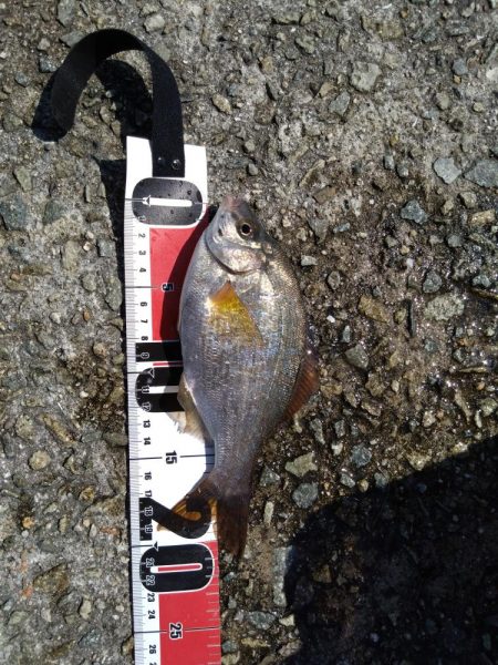 キス釣りだったけど