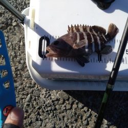 キス釣りで色々釣れました