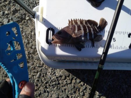 キス釣りで色々釣れました