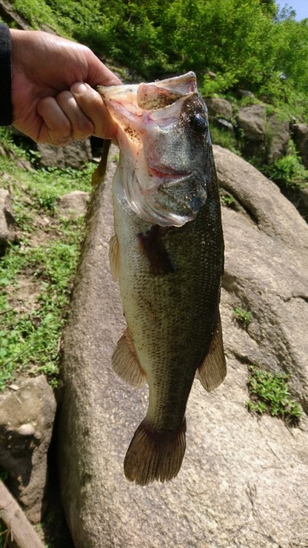 真っ昼間のサイトフィッシング