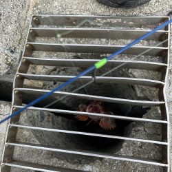 アジュール舞子アナゴ狙いバケモノサイズのガシラが釣れる!?