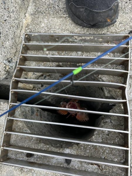 アジュール舞子アナゴ狙いバケモノサイズのガシラが釣れる!?