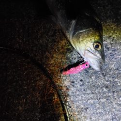 シーバス70cm 1年ぶり(^^;)