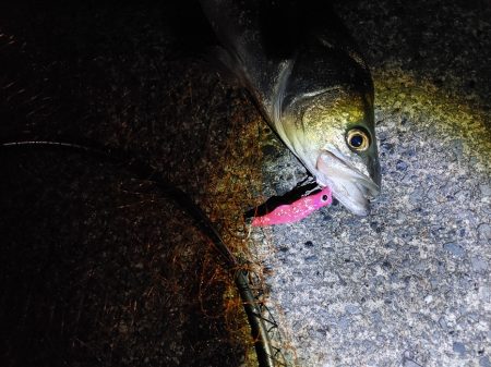 シーバス70cm 1年ぶり(^^;)