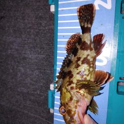 エギングたまにメバリング