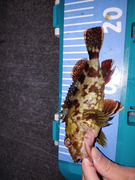 エギングたまにメバリング