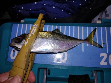 エギング　アジング　メバリング