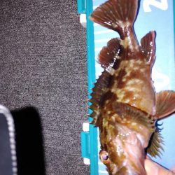 エギング　メバリング