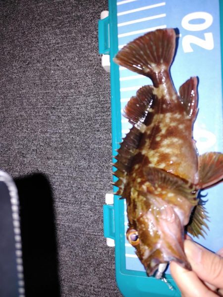 エギング　メバリング