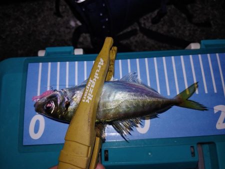 アジングとエギング