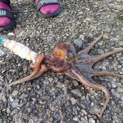 2番船でタコ釣り