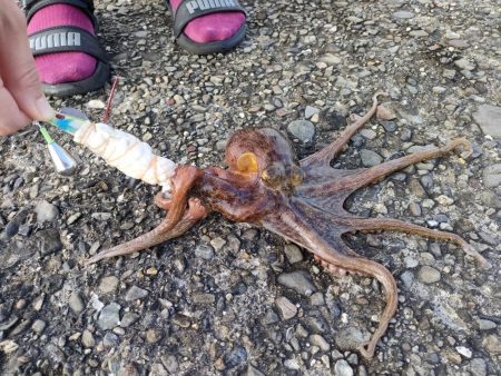 2番船でタコ釣り