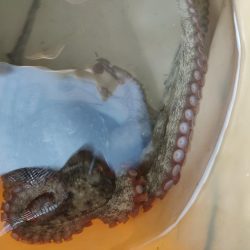 テトラで夕方に