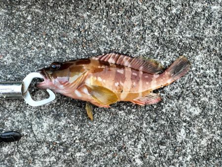 三重和歌山遠征 前半