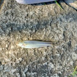 今日もタナゴ釣りは、、、?!