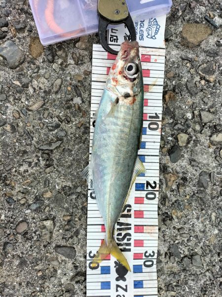 三重和歌山遠征　後半