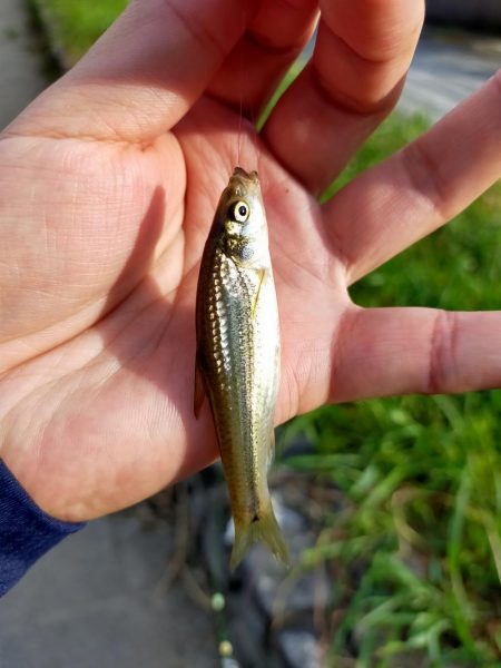 今年は、いまいち？