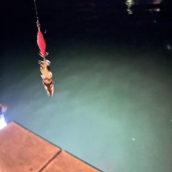 アオリイカの新子