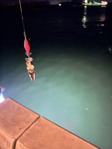 アオリイカの新子