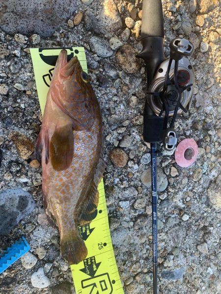 アジフライ不発