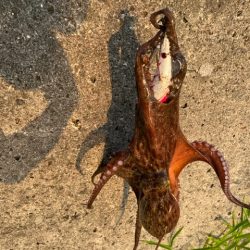 オカッパリタコ釣り絶好調