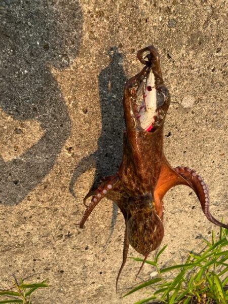 オカッパリタコ釣り絶好調