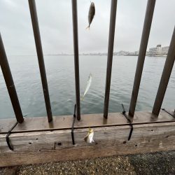 雨あがりのサビキ