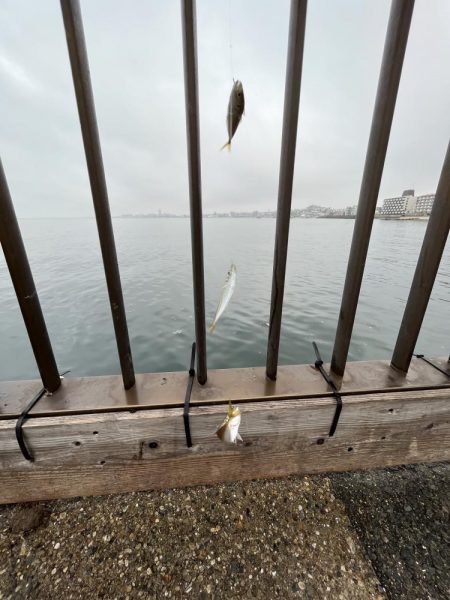 雨あがりのサビキ