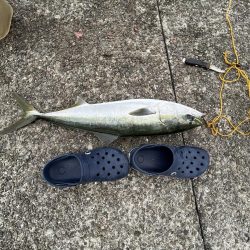 ギリギリハマチ?