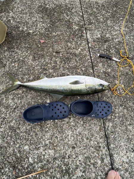 ギリギリハマチ?