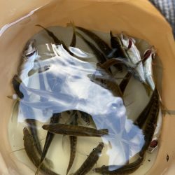 海の日、猛暑の日