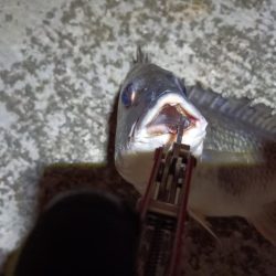 2023/07/01 南港ヘチ釣り釣行