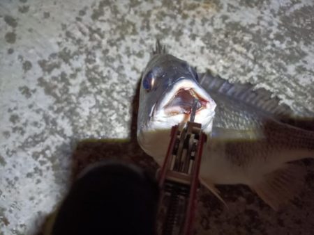 2023/07/01 南港ヘチ釣り釣行