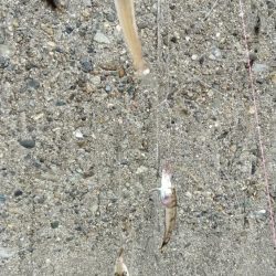 活性上がらない播磨新島のキス