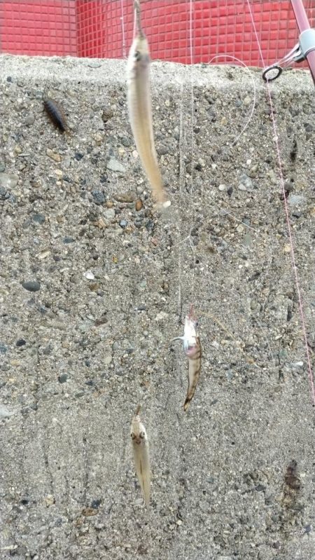 活性上がらない播磨新島のキス