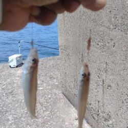 良型キスのブルブルは暫く先のようです