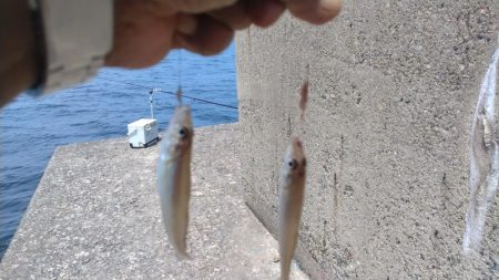 良型キスのブルブルは暫く先のようです