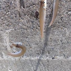 シーズン30回目の播磨新島釣行