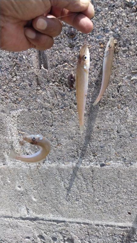 シーズン30回目の播磨新島釣行